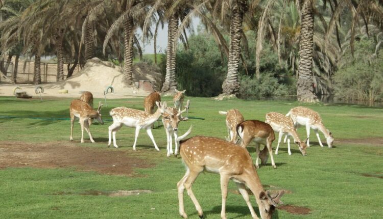 حدائق الإسكندرية