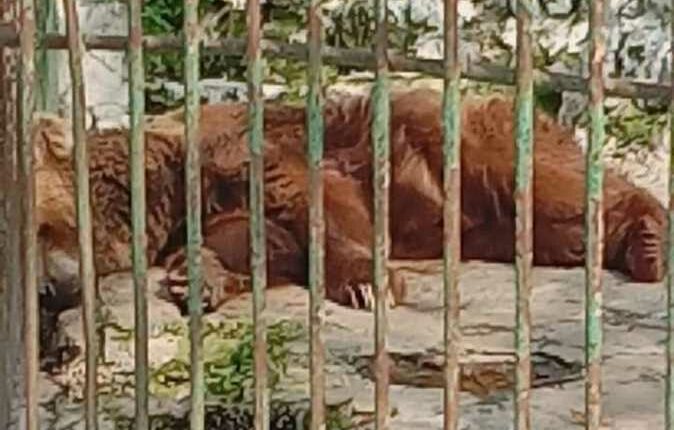 alexandria zoo 1