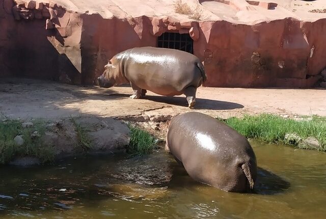 alexandria zoo 2