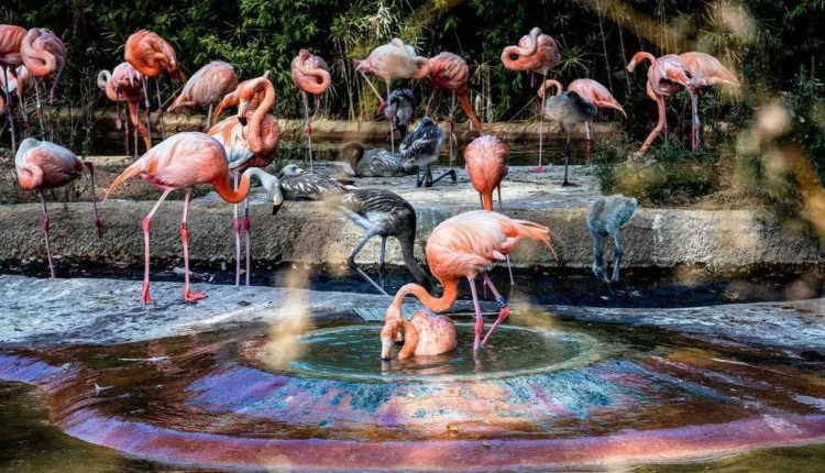حديقة حيوان برشلونة