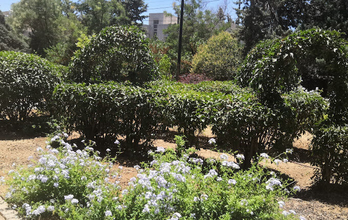 حديقة الراية الهاشمية عمان 