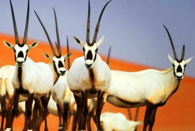 محمية الأوريكس العربية من أروع اماكن سياحية في الدقم