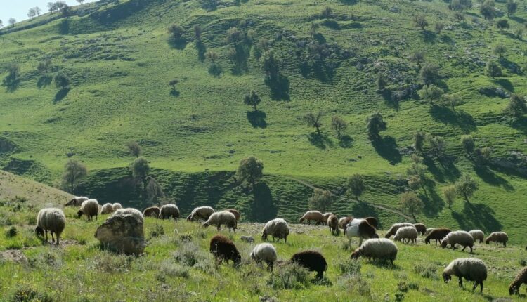 خربة دير العسل اربد من منتزهات في إربد.